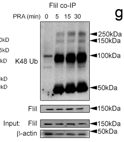 Open access visualization of Gel, HUVECs, Ubiquitin, PRA, FliI