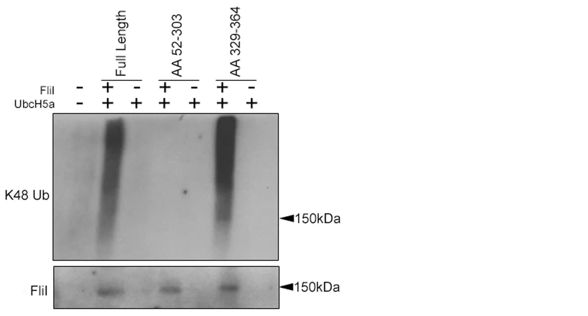 Open access visualization of Gel, RNF34, Truncation Mutants, Western Blotting