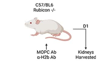 Open access visualization of Illustration, C57/Bl6 Mice, Rubicon-/- Mice, MOPC, Anti-H-2 b Abs