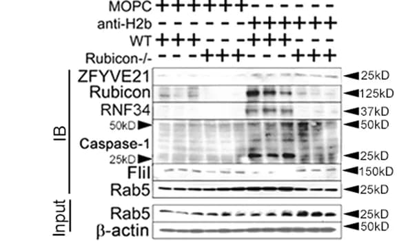 Open access visualization of Gel, C57/Bl6 Mice, Rubicon-/- Mice, MOPC, Anti-H-2 b Abs