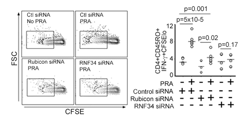 Open access visualization of Scatter Plot, EC:T cell cocultures, HUVECs, siRNA, CFSE-labeled T cells