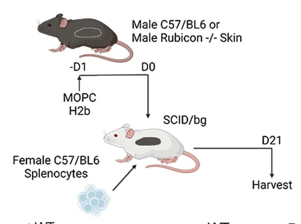 Open access visualization of Workflow, Flowchart, Illustration, WT Mice, Rubicon-/-mice