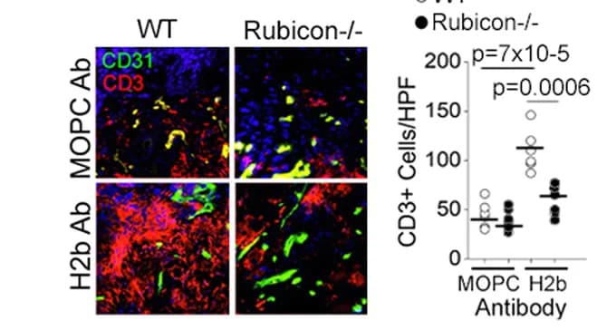 Open access visualization of Scatter Plot, Microscopy, Skin grafts, MOPC, Anti-H-2 b Ab