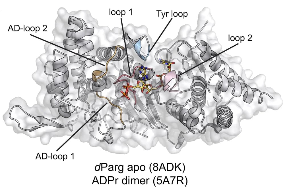 Open access visualization of Protein Structure, ADP-ribose Dimer, PARG, Active Site, Catalysis