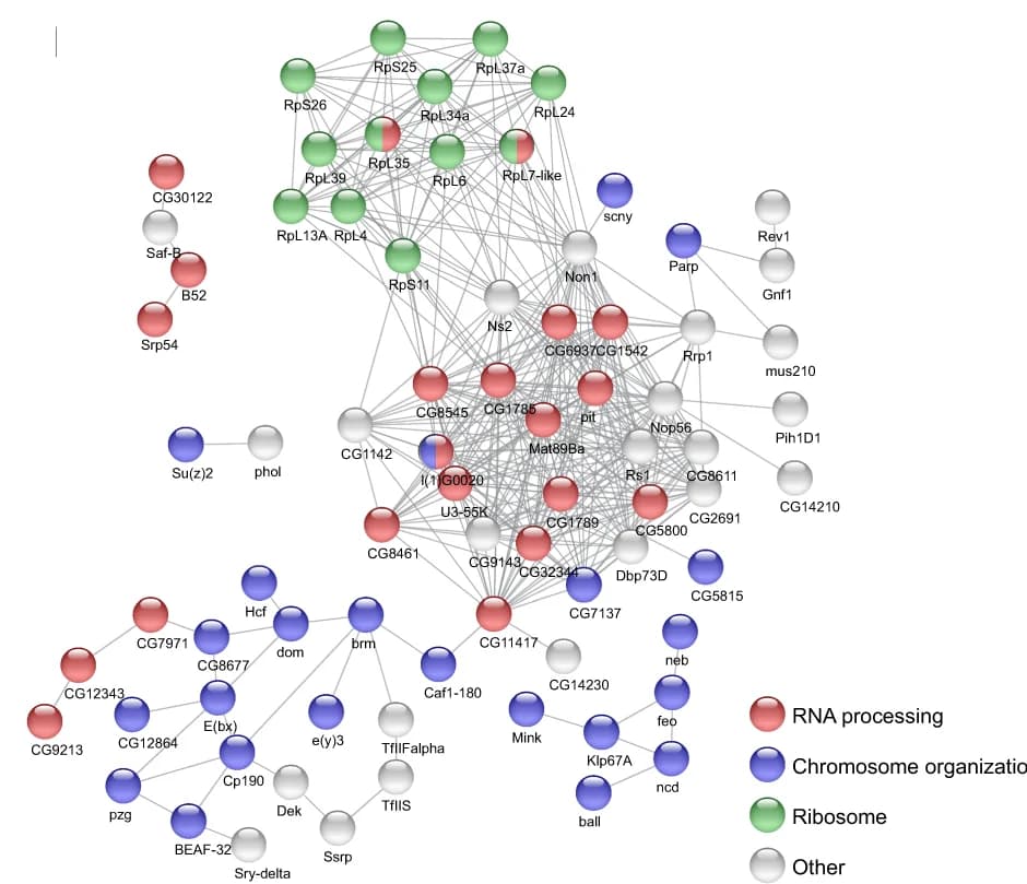 Open access visualization of Network, Pathway, STRING Network, Functional Interactions, Proteins