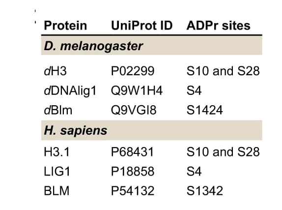 Open access visualization of Table Image, Table, ADPr Sites, Drosophila, Human