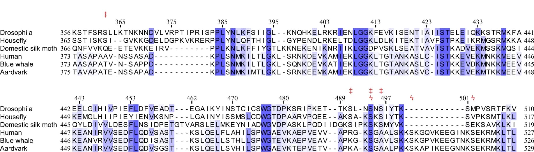 Open access visualization of Workflow, Illustration, Multiple Sequence Alignment, Insect PARP, Mammalian PARP