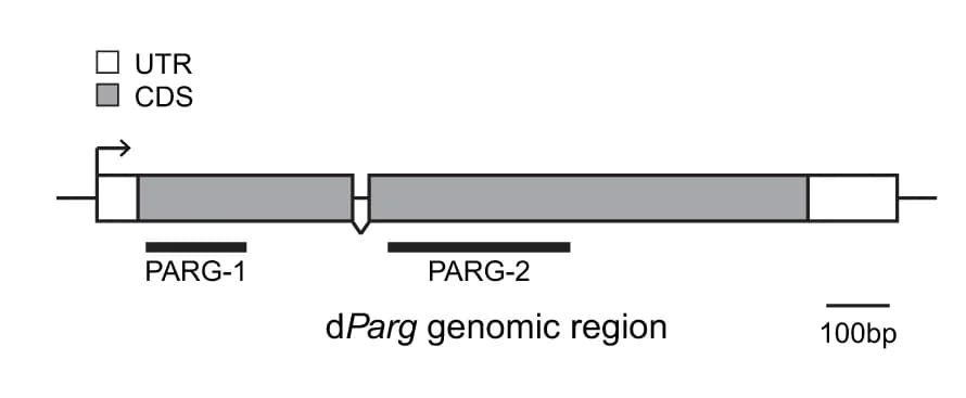 Open access visualization of Illustration, Gene Structure, Genomic Region, Untranslated Region, Coding Region