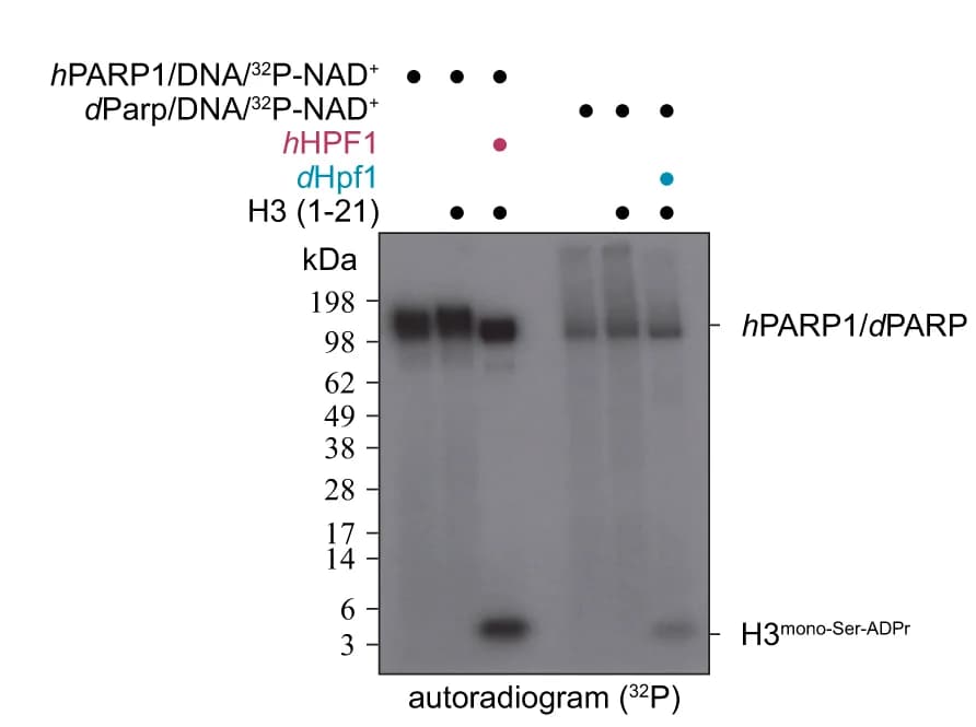 Open access visualization of Gel, H3 Histone Peptide, Recombinant h PARP1, h HPF1 Complex, Recombinant d PARP1