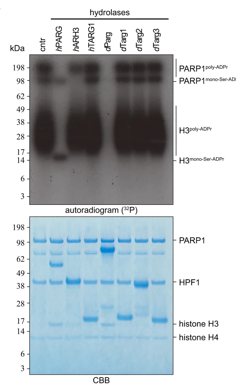 Open access visualization of Gel, Poly-Ser-ADPr, PARP1, HPF1, Histone H3/H4 Tetramer