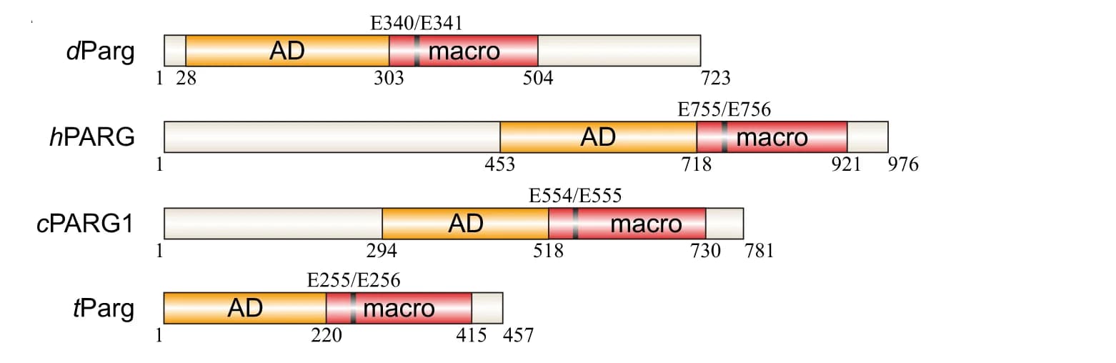 Open access visualization of Illustration, PARG, Domain Architecture, Catalytic Domain, Accessory Domain