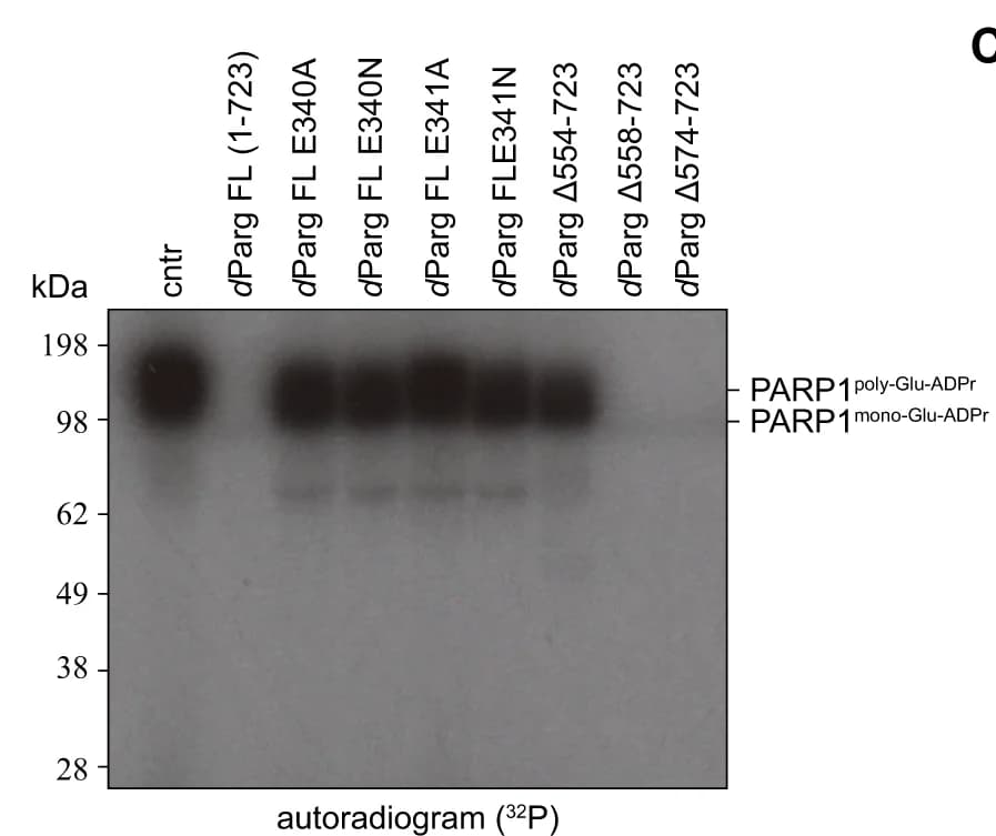 Open access visualization of Gel, d Parg, Catalytic Mutants, C-terminal Truncations, h PARP1