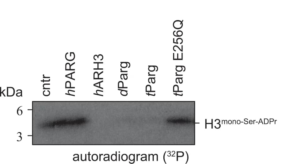 Open access visualization of Gel, t Parg, Mono-Ser-ADP-ribosylated histone H3 peptide, Histone H3 peptide