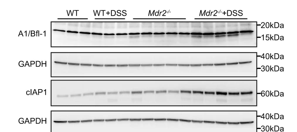 Open access visualization of Gel, Western blot, Liver, A1/Bfl-1, cIAP1
