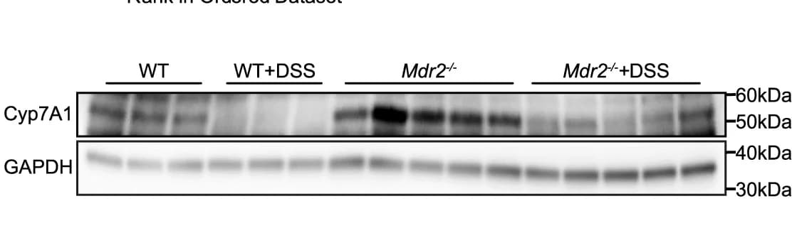 Open access visualization of Gel, Western Blot, Liver, Cyp7A1