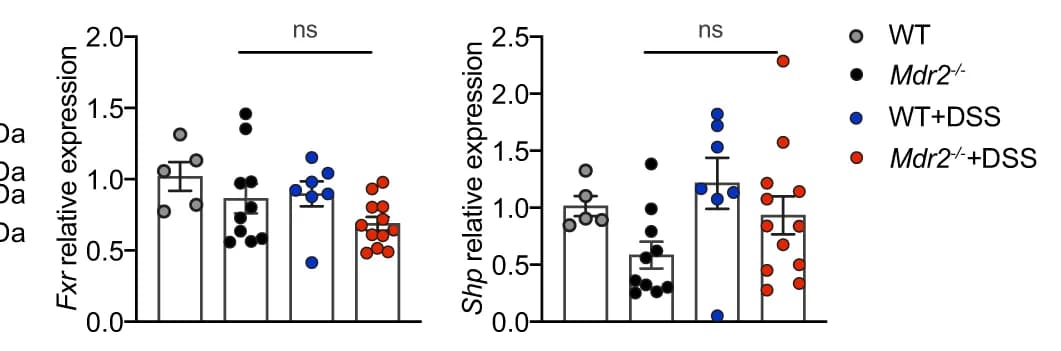 Open access visualization of Bar Plot, Error Bars, Scatter Plot, mRNA Expression, Liver