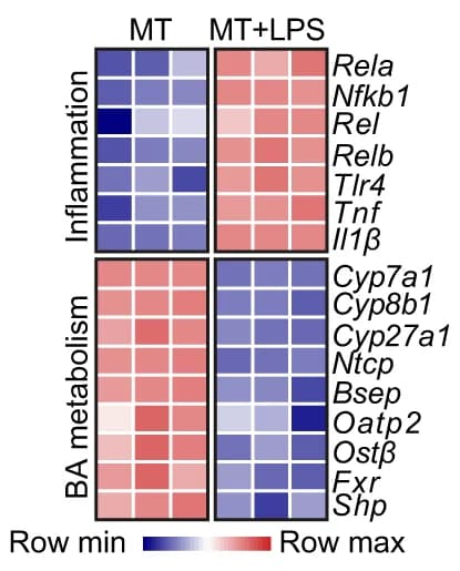 Open access visualization of Heatmap, Differentially Expressed Genes, Microarray Analysis, Hepatocytes, Kupffer Cells