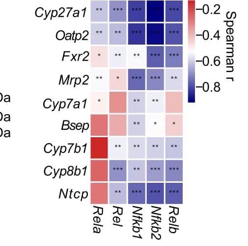 Open access visualization of Heatmap, Spearman correlation, RNA-seq, Liver, Nfkb