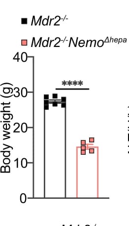 Open access visualization of Bar Plot, Error Bars, Body weight, Mdr2 -/- mice, Mdr2 -/- Nemo Δhepa mice
