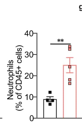 Open access visualization of Bar Plot, Error Bars, Hepatic neutrophils, CD45 + leukocytes, Mdr2 -/- mice
