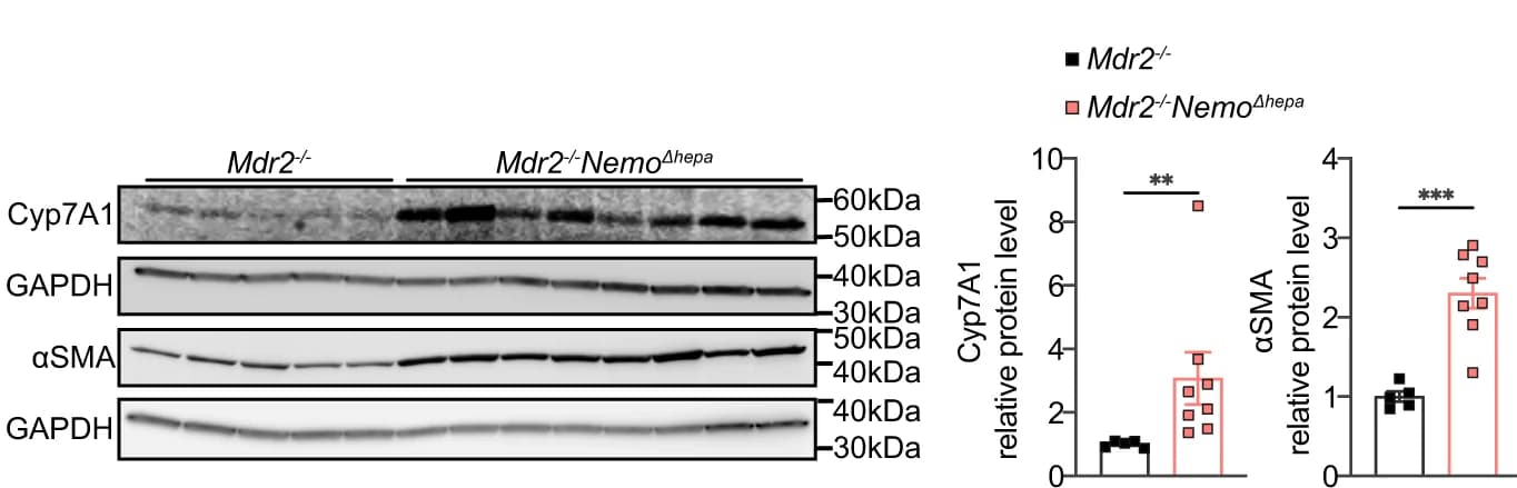 Open access visualization of Bar Plot, Error Bars, Gel, Photo, Western blot