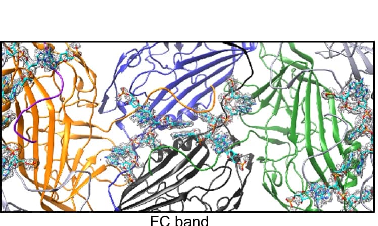 Open access visualization of Protein Structure, Chemical Structure, AdSDV, Twofold Axis, Electron Density