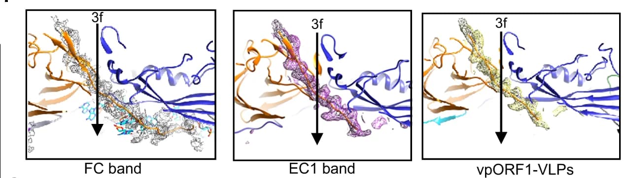 Open access visualization of Protein Structure, Chemical Structure, AdSDV, FC Map, Density