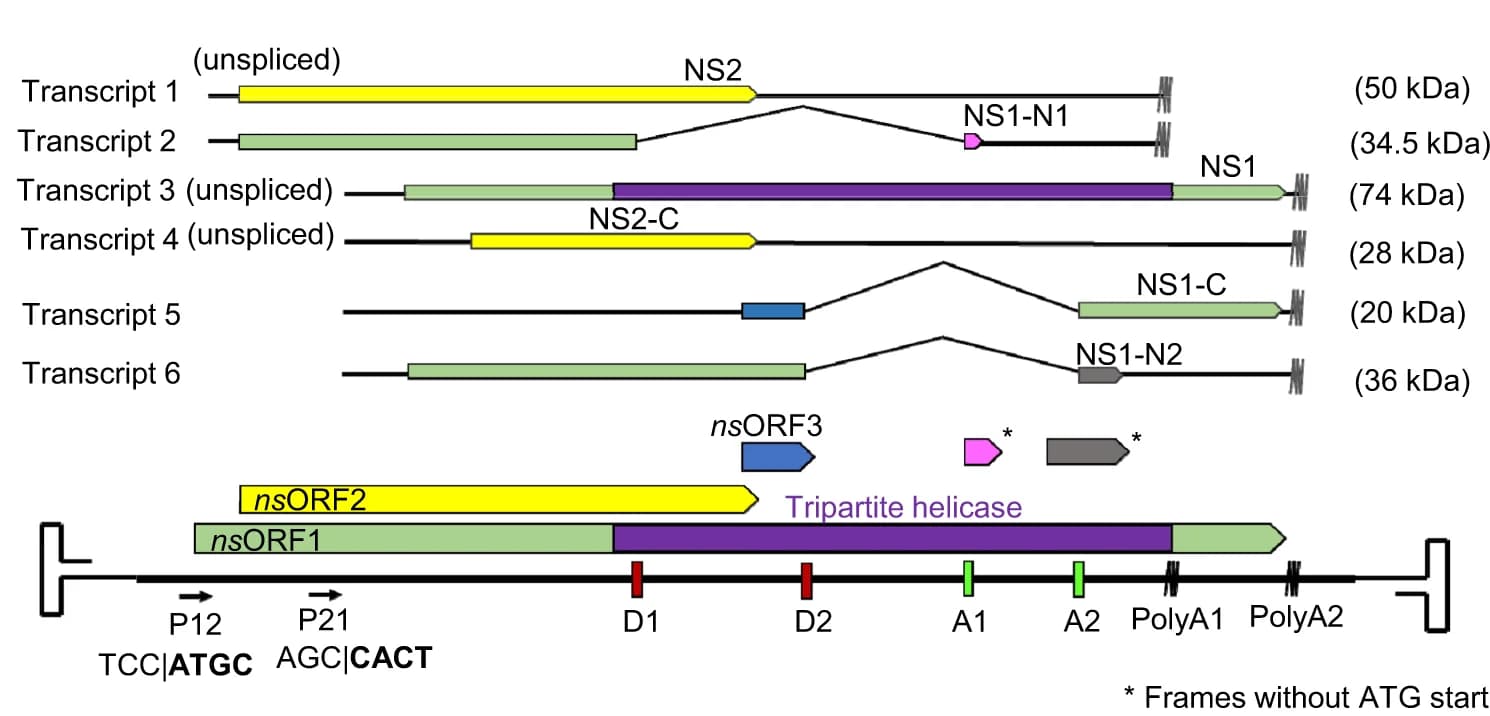 Open access visualization of Illustration, Workflow, Genome Organization, Transcription Strategy, Open Reading Frames