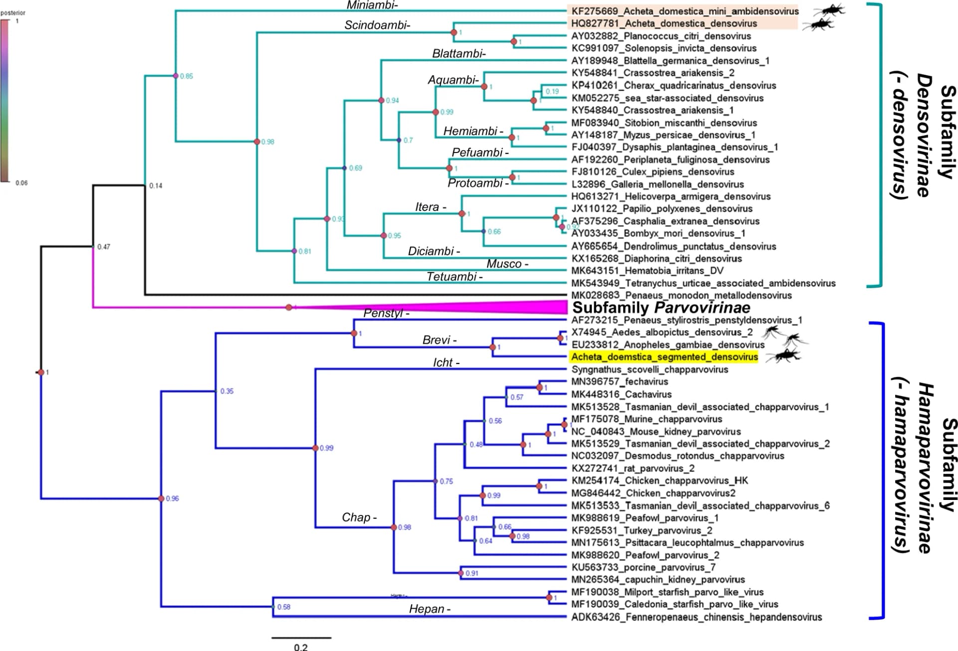 Open access visualization of Line Plot, Parvovirinae, Phylogenetic Tree, Densoviruses, House Cricket
