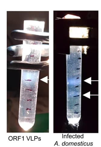 Open access visualization of Photo, Sucrose Step Gradients, Fluorescent Light, Ultracentrifugation, Virus-like Particles