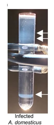 Open access visualization of Photo, CsCl Gradient, House Crickets, Capsid Purification, Buoyant Density