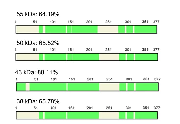 Open access visualization of Illustration, Coverage Map, Protein Sequencing, Nano-LC/MS/MS, Polyacrylamide Gel
