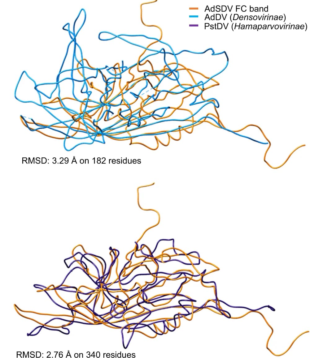 Open access visualization of Protein Structure, Ribbon Diagram, AdSDV FC Subunit, Atomic Model, Densovirinae Subfamily