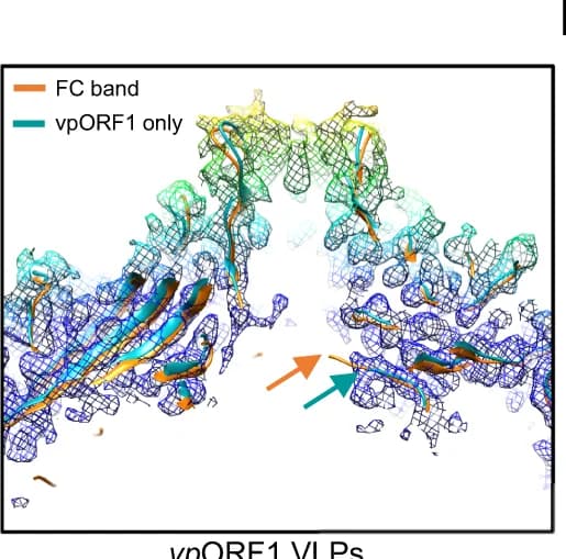 Open access visualization of Protein Structure, Virus-like particles, Empty capsid, Genome-filled particles, Electron density