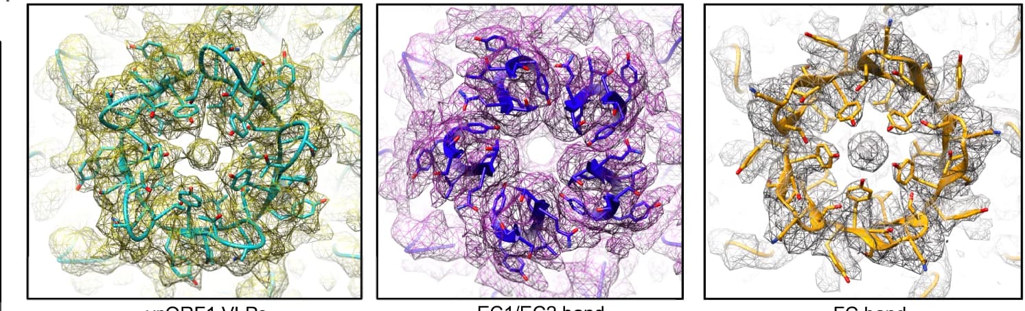 Open access visualization of Protein Structure, Chemical Structure, Fivefold channel, Electron density, Atomic model