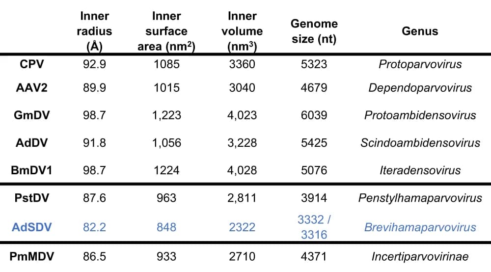 Open access visualization of Table Image, Parvoviridae, Parvovirinae, Densovirinae, Hamaparvovirinae