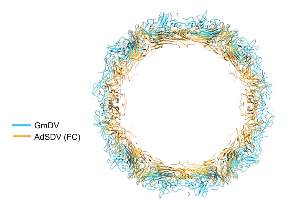 Open access visualization of Protein Structure, Capsid Size, Parvoviral Capsid, Atomic Structure, Ribbon Diagrams