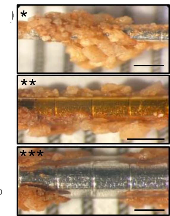 Open access visualization of Microscopy, Photo, Stone Capture, Magnetic Wires, Sheath Thickness