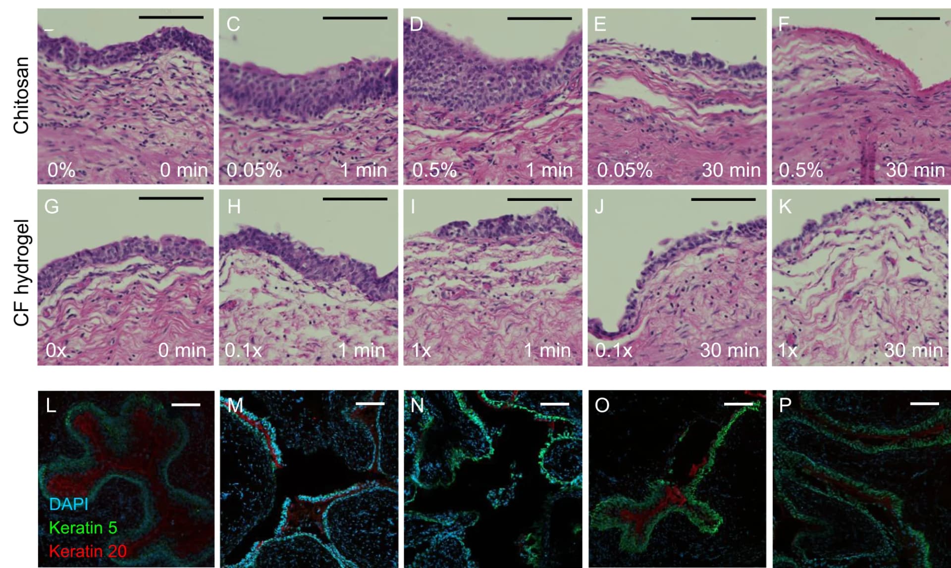 Open access visualization of Microscopy, Histology, Hematoxylin & Eosin Staining, Human Urothelium, Hydrogel