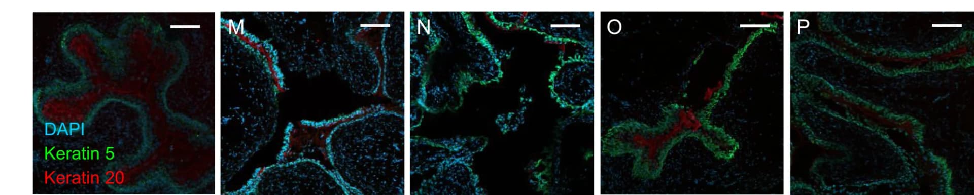 Open access visualization of Microscopy, Fluorescent Confocal Microscopy, Mouse Bladders, Hydrogel, DAPI