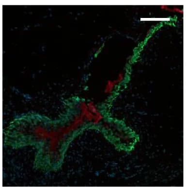 Open access visualization of Microscopy, Bladders, CF Hydrogel, Ferumoxytol, Chitosan