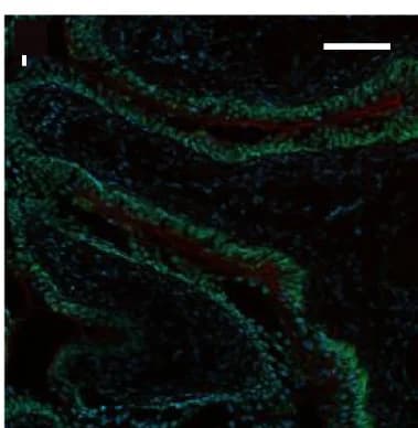 Open access visualization of Microscopy, Bladders, CF Hydrogel, Ferumoxytol, Chitosan