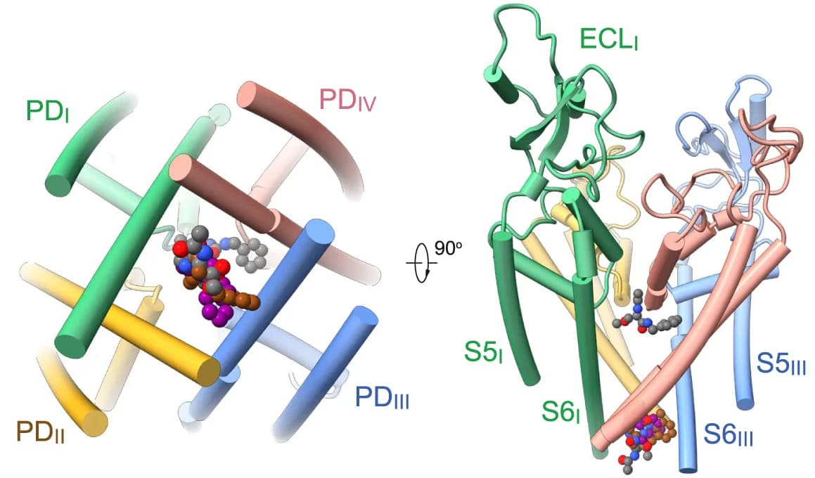 Open access visualization of Protein Structure, Chemical Structure, Drugs, Pore Domain, Bupivacaine
