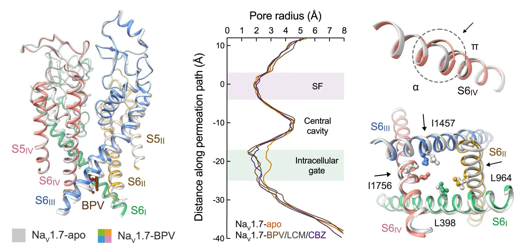 Open access visualization of Line Plot, Protein Structure, Intracellular Gate, Drugs, Bupivacaine