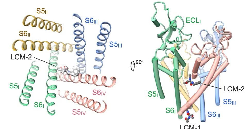 Open access visualization of Protein Structure, Chemical Structure, Lacosamide, Binding site, Central cavity