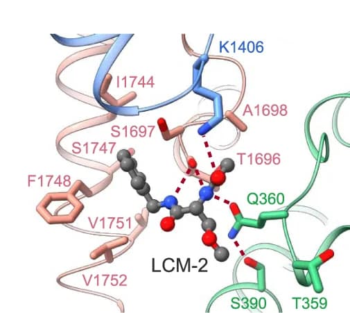 Open access visualization of Protein Structure, Chemical Structure, Lacosamide, Central cavity, Residues