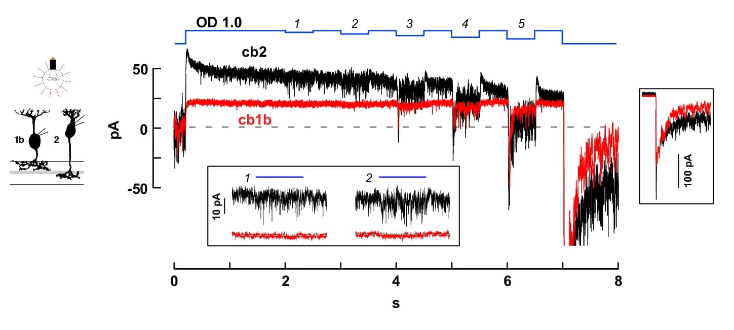 Open access visualization of Line Plot, Line Step, cb1b Cells, cb2 Cells, Light Stimulus
