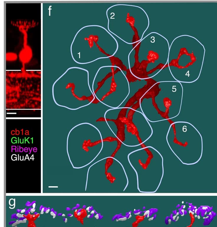 Open access visualization of Microscopy, Confocal Image, GFP, cb1a Cell