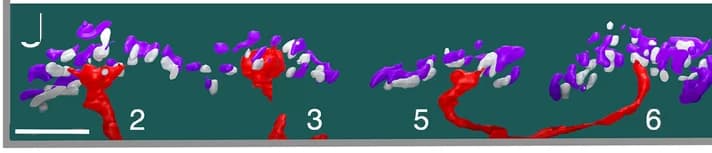 Open access visualization of 3D Plot, Cross-Section, cb1a Cell, Ribeye, GluA4
