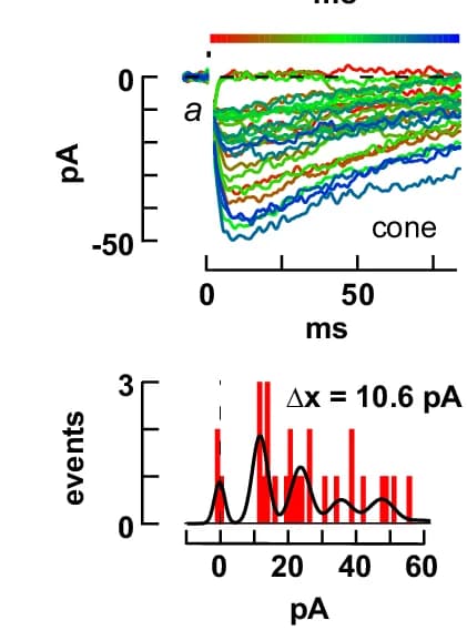 Open access visualization of Line Plot, Histogram, Density Plot, tpsc Responses, Amplitude Histogram